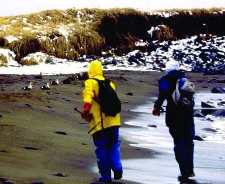 两名穿着连帽夹克的志愿者在寒冷的海滩上走向搁浅的鸟类.